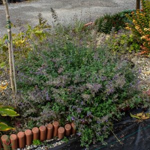 Kocúrnik záhradný (Nepeta) ´SIX HILLS GIANT´, kont. P9